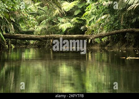 Une bûche d'arbre qui est tombée à travers la rivière Cigenter sur l'île Handeuleum, une partie du parc national d'Ujung Kulon à Pandeglang, Banten, Indonésie. Banque D'Images