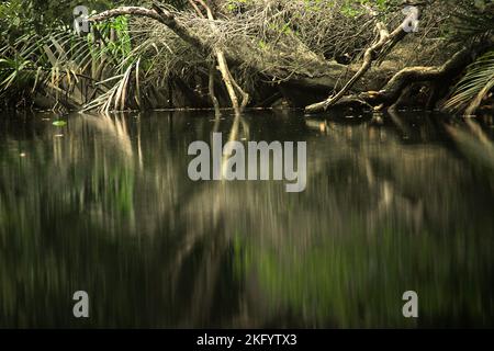 Végétation sur la rive de la rivière Cigenter dans l'île Handeuleum, une partie du parc national Ujung Kulon à Pandeglang, Banten, Indonésie. Banque D'Images
