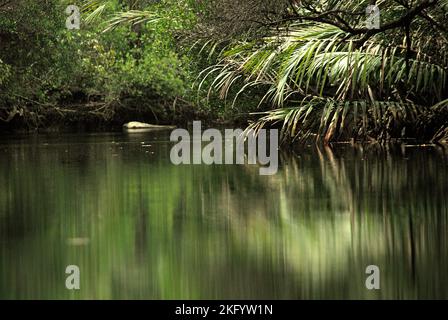 Une vue de la rivière Cigenter dans l'île Handeuleum, une partie du parc national Ujung Kulon, la seule et unique maison pour le rhinocéros de Javan (Rhinoceros sondaicus) en danger critique d'extinction, qui est situé à Pandeglang, Banten, Indonésie. Banque D'Images