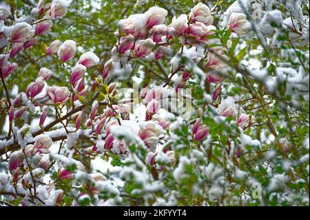 Schnee dépose à Hanovre .Linden. Banque D'Images