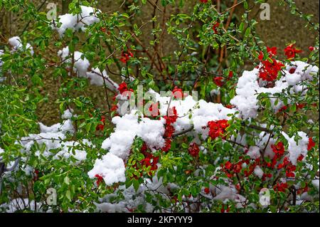 Schnee dépose à Hanovre .Linden. Banque D'Images