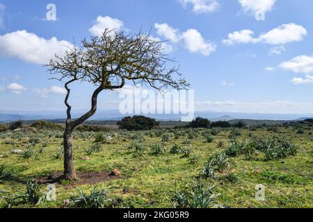Un cerisier solitaire dans un paysage vert sous un ciel bleu nuageux Banque D'Images