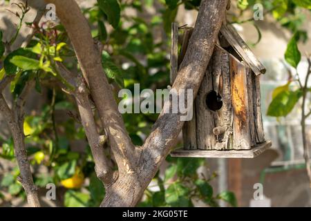 Une petite maison d'oiseaux en bois accrochée à un citronnier avec des feuilles vertes en arrière-plan Banque D'Images