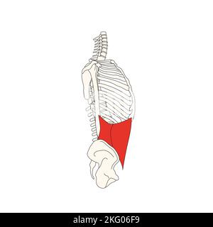 dessin d'anatomie humaine muscle abdominal oblique interne Banque D'Images