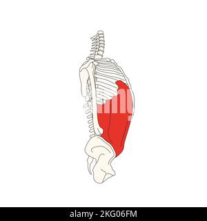 dessin d'anatomie humaine muscle abdominal oblique externe Banque D'Images