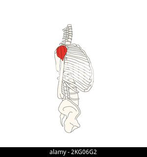 anatomie humaine dessin muscle deltoïde Banque D'Images