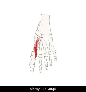 anatomie humaine dessin musculus flexor hallucinis brevis Banque D'Images