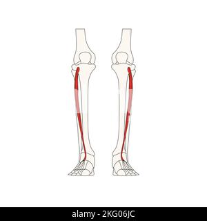 anatomie humaine dessin flexor digitorum muscle long Banque D'Images