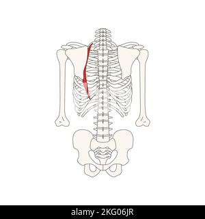 anatomie humaine dessin musculus iliocostalis dorsi Banque D'Images