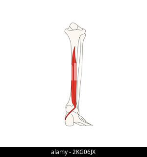 anatomie humaine dessin flexor digitorum muscle long Banque D'Images