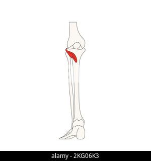 anatomie humaine dessin muscle popliteus Banque D'Images