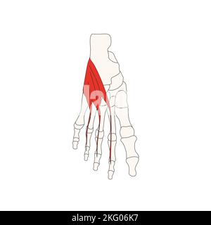 anatomie humaine drawing extensor digitorum brevis Banque D'Images