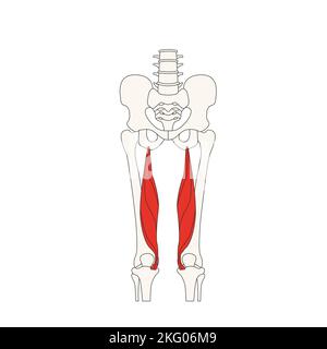 anatomie humaine drawing musculus semimembranosus Banque D'Images