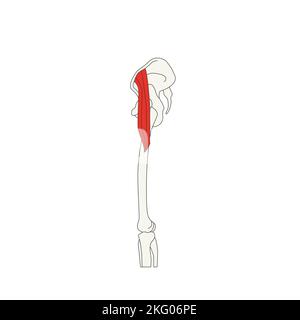 anatomie humaine drawing muscle tensor fasciae latae Banque D'Images