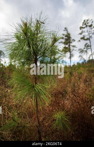 Les petits pins commencent à pousser dans un effort de reboisement dans une région boisée. Près de Dover Lights dans les montagnes Ozark, Arkansas. Banque D'Images