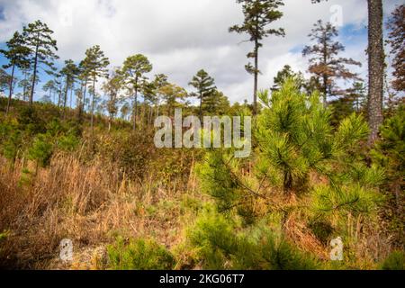 Les petits pins commencent à pousser dans un effort de reboisement dans une région boisée. Près de Dover Lights dans les montagnes Ozark, Arkansas. Banque D'Images