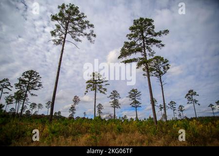 Les petits pins commencent à pousser dans un effort de reboisement dans une région boisée. Près de Dover Lights dans les montagnes Ozark, Arkansas. Banque D'Images