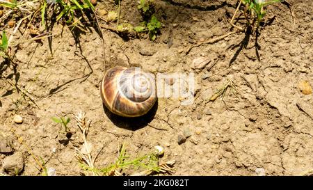 L'escargot de raisin brun se trouve sur le fond d'un mesk d'herbe Banque D'Images