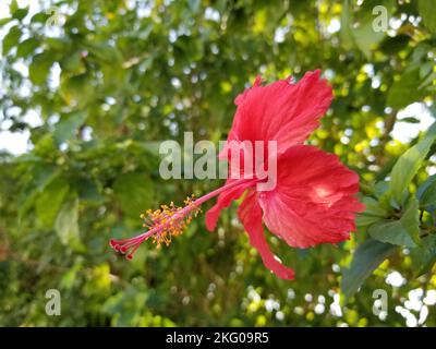 Fleur rouge luscieuse, hibiscus chinois (Hibiscus Rosa-Sinesis), également connue sous le nom d'hibiscus hawaïen, de mérou rose et de plante noire de haut-fond, sur un arrière-grou flou Banque D'Images