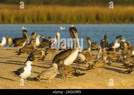 Colonie d'oiseaux de mer, pélicans et mouettes, sur la plage près de la rivière au coucher du soleil Banque D'Images