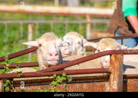 Merino ewe étant déplacé à travers les portes d'une ferme dans le nord-ouest de la Nouvelle-Galles du Sud, en Australie Banque D'Images