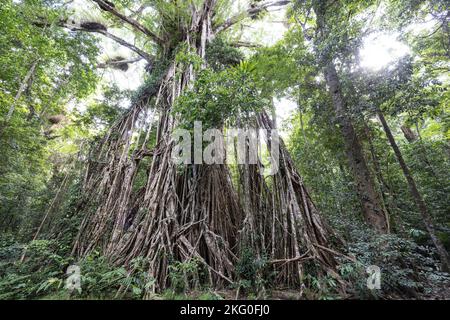 Cathédrale Fig Tree près de Yungaburra North Queensland Australie Banque D'Images