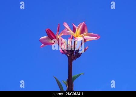 Fleurs et bourgeons frangipani contre le ciel bleu Banque D'Images