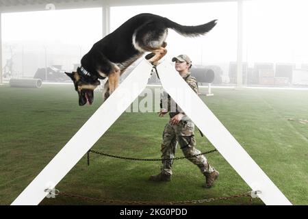 Sergent d'état-major McKenzie Langan, un maître-chien militaire affecté à l'escadron 380th des forces de sécurité expéditionnaires, s'entraîne avec son MWD, Adja, dans le chantier d'obéissance de l'ESFS 380th, 20 octobre 2022 à la base aérienne Al Dhafra, aux Émirats arabes Unis. En s'exerçant dans la cour d'obéissance, les manipulateurs peuvent s'assurer que leur MWD est familier avec les différents obstacles afin qu'ils ne soient pas entravés par le nouveau terrain sur le travail. Banque D'Images