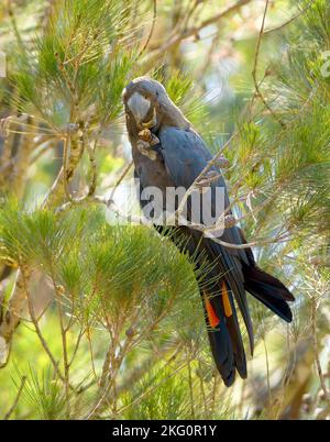 La sous-espèce orientale du cocatoo noir brillant (C. l. lathami) est inscrite comme étant menacée à Victoria, les oiseaux se trouvent dans la forêt ouverte. Banque D'Images