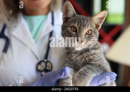 Femme vétérinaire tenant le chat rayé gris dans les mains Banque D'Images