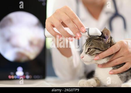 Vétérinaire médecin vérifiant les oreilles de chat avec otoscope Banque D'Images