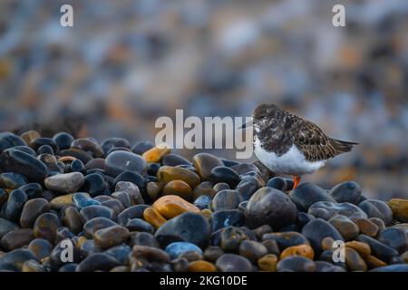 Une pierre tournante solitaire Arenaria interprète sur la plage de galets de Sheringham, North Norfolk, Royaume-Uni Banque D'Images