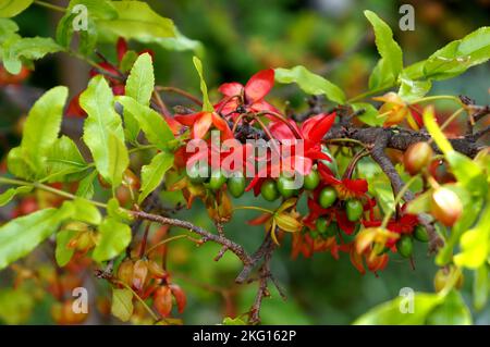 Ochna kirkii - plante Mickey Mouse Banque D'Images