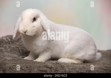 Lapin blanc à lop Banque D'Images