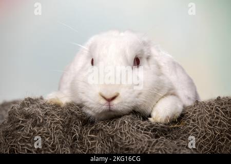 Lapin blanc à lop Banque D'Images