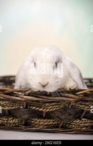 Lapin blanc à lop Banque D'Images