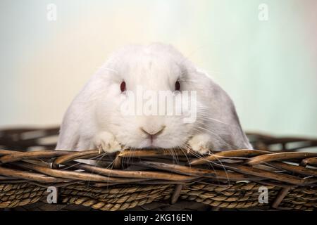 Lapin blanc à lop Banque D'Images