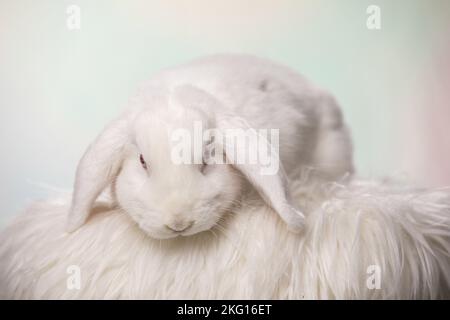 Lapin blanc à lop Banque D'Images