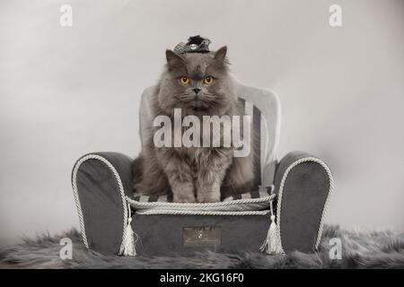 Chat long britannique assis Banque D'Images