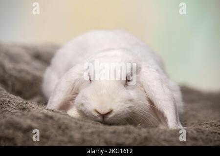 Lapin blanc à lop Banque D'Images