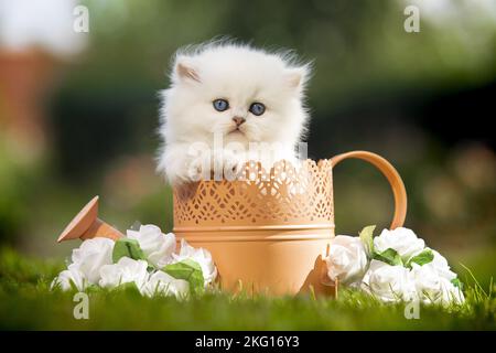 Chaton anglais Banque D'Images
