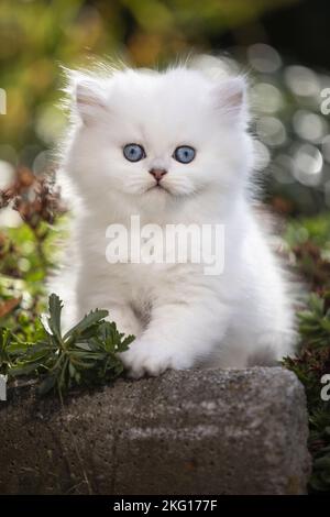 British Longhair chaton Banque D'Images