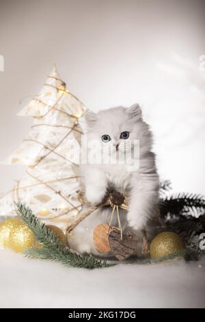 Chaton de long de style britannique avec décoration de noël Banque D'Images