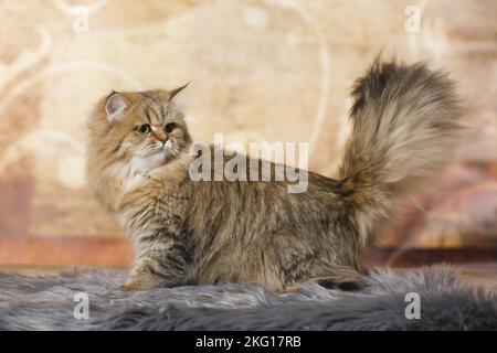 British Longhair Banque D'Images