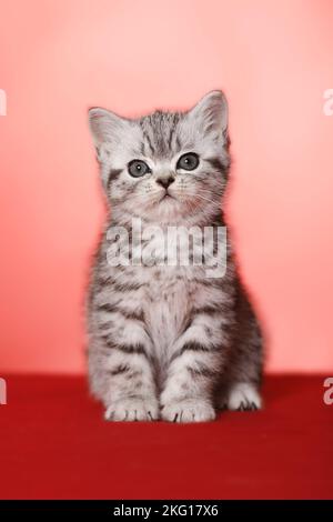 Chaton British Shorthair assis Banque D'Images