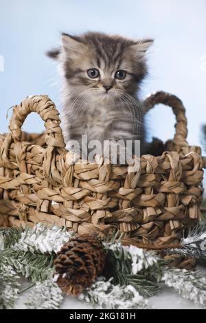 Chaton en poils longs britannique dans un panier Banque D'Images