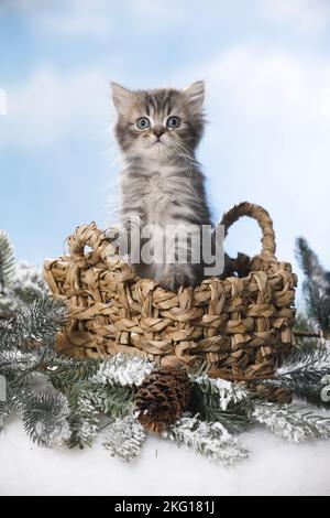 Chaton en poils longs britannique dans un panier Banque D'Images