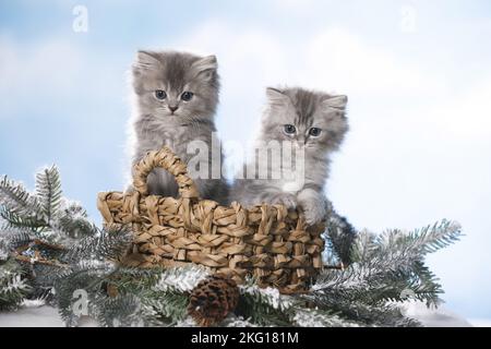 Chaton en poils longs britannique dans un panier Banque D'Images