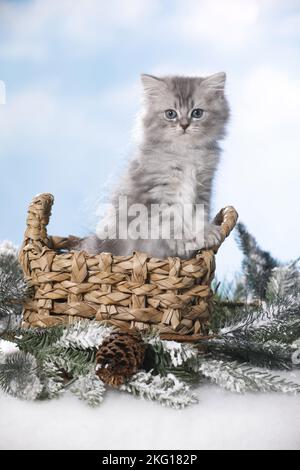 Chaton en poils longs britannique dans un panier Banque D'Images