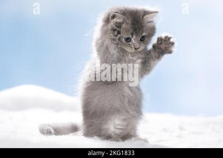 Assis British Longhair Kitten Banque D'Images